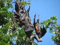 Bats